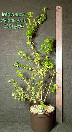 Комнатные растения / растения для бонсай Донецк