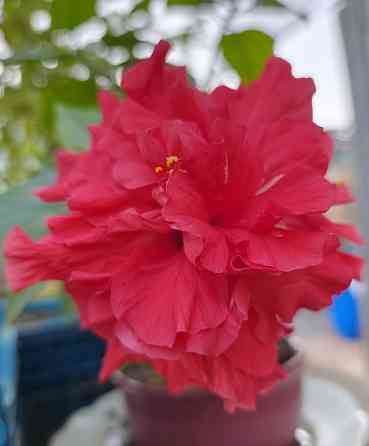 Комнатные растения / растения для бонсай Донецк