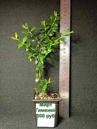 Комнатные растения / растения для бонсай Донецк