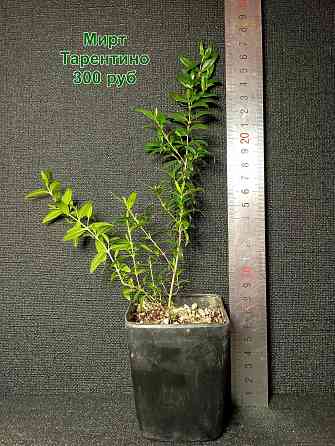 Комнатные растения / растения для бонсай Донецк