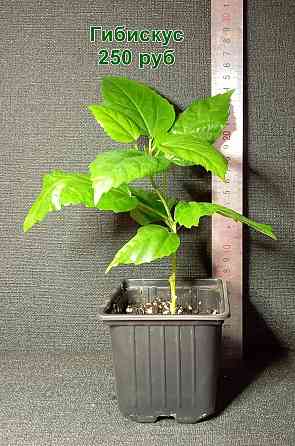 Комнатные растения / растения для бонсай Донецк