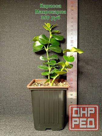 Комнатные растения / растения для бонсай Донецк - изображение 5