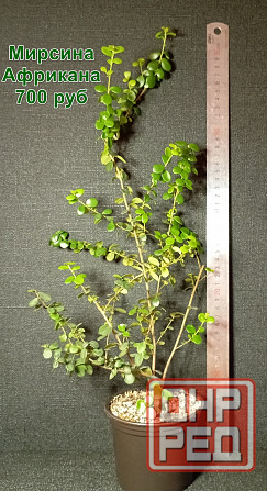 Комнатные растения / растения для бонсай Донецк - изображение 6