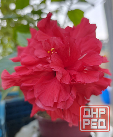 Комнатные растения / растения для бонсай Донецк - изображение 2