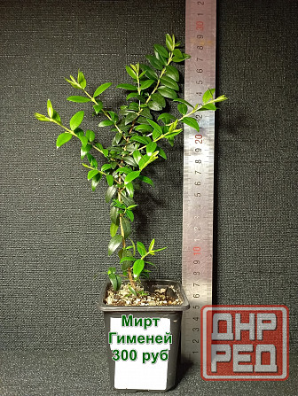 Комнатные растения / растения для бонсай Донецк - изображение 3