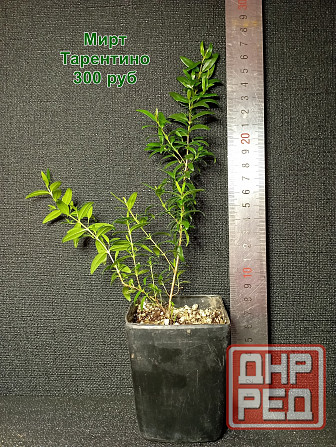 Комнатные растения / растения для бонсай Донецк - изображение 4