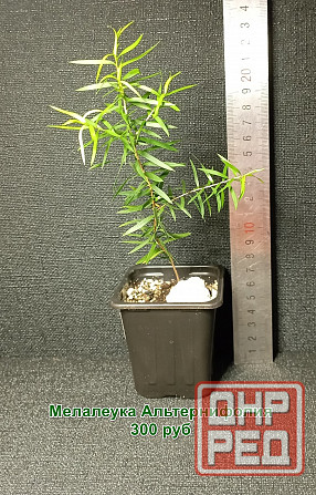 Комнатные растения / растения для бонсай Донецк - изображение 7