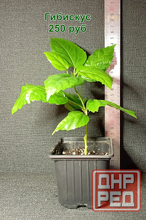 Комнатные растения / растения для бонсай Донецк - изображение 1