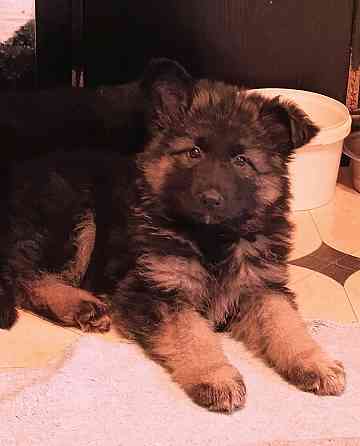 Немецкая овчарка(щенки). Донецк