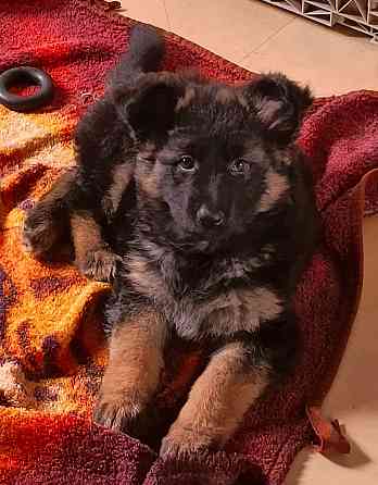 Немецкая овчарка(щенки). Донецк