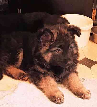 Немецкая овчарка(щенки). Донецк