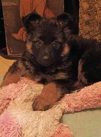 Немецкая овчарка(щенки). Донецк