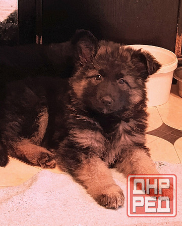 Немецкая овчарка(щенки). Донецк - изображение 1