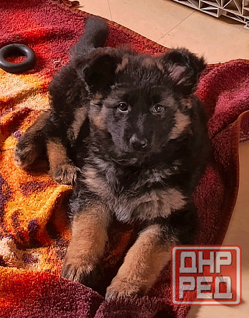 Немецкая овчарка(щенки). Донецк - изображение 4
