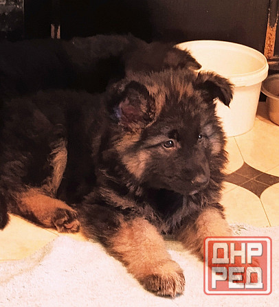 Немецкая овчарка(щенки). Донецк - изображение 2