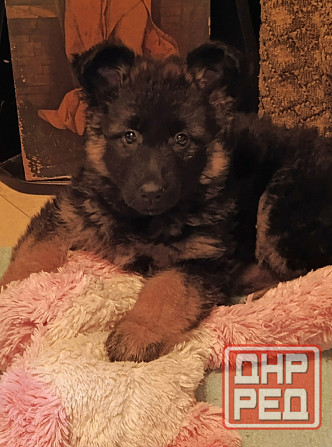 Немецкая овчарка(щенки). Донецк - изображение 3