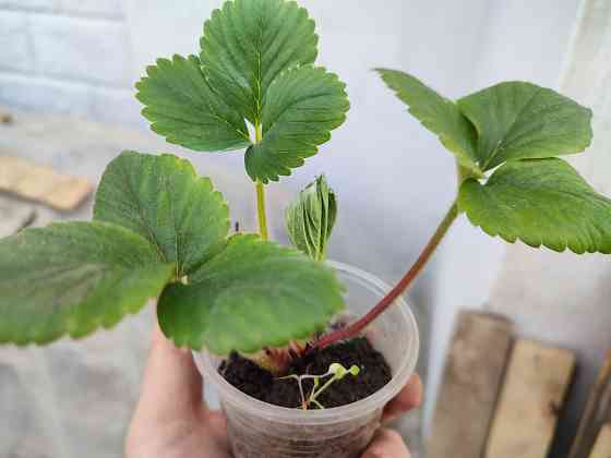 Саженцы клубники альбион Макеевка