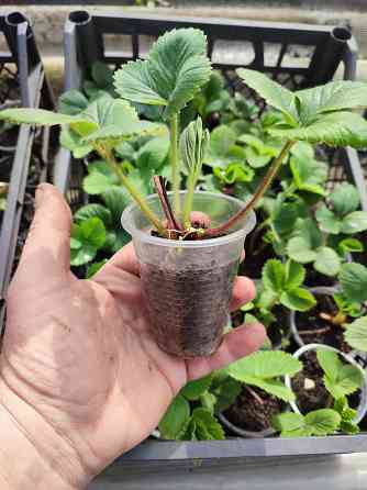 Саженцы клубники альбион Макеевка