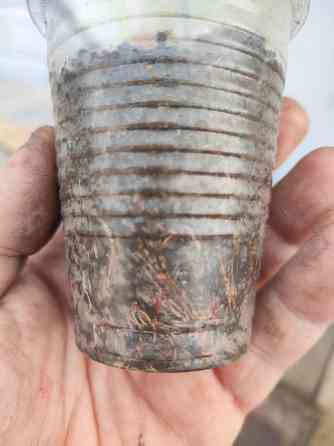 Саженцы клубники альбион Макеевка