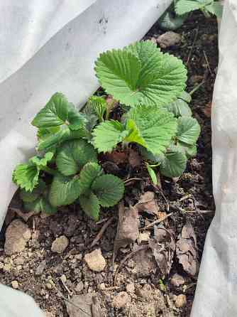 Саженцы клубники альбион Макеевка