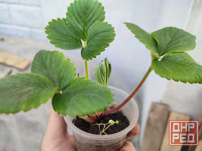 Саженцы клубники альбион Макеевка - изображение 1