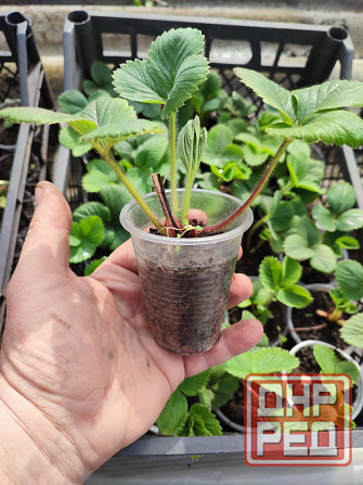 Саженцы клубники альбион Макеевка - изображение 3