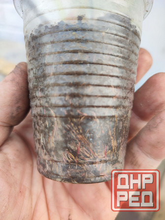 Саженцы клубники альбион Макеевка - изображение 2