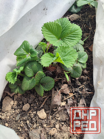 Саженцы клубники альбион Макеевка - изображение 4