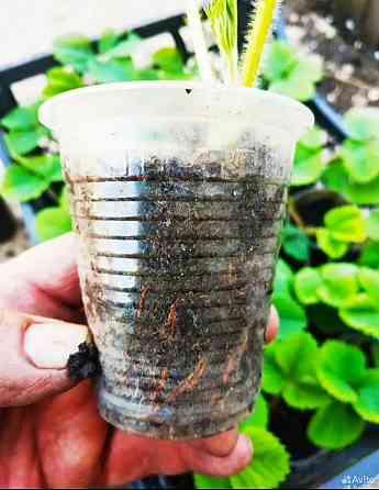 Саженцы клубники Елизавета Макеевка