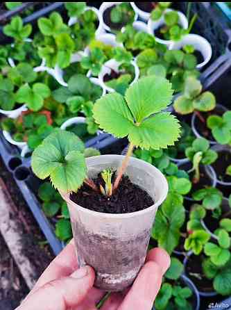 Саженцы клубники Елизавета Макеевка