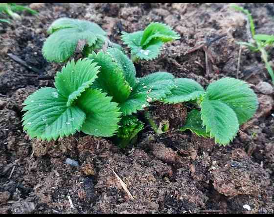 Саженцы клубники Елизавета Макеевка