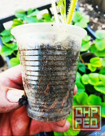 Саженцы клубники Елизавета Макеевка - изображение 2