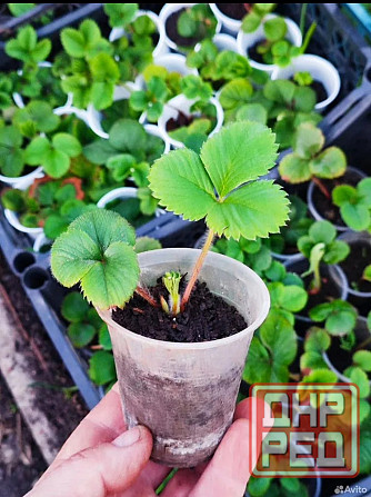 Саженцы клубники Елизавета Макеевка - изображение 1