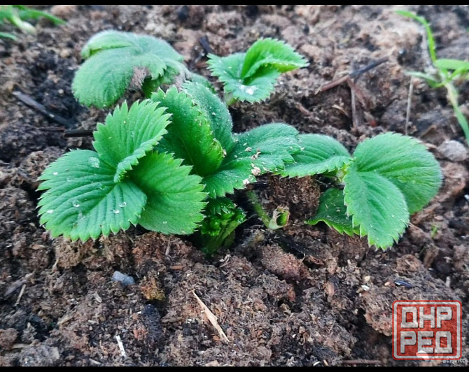 Саженцы клубники Елизавета Макеевка - изображение 3