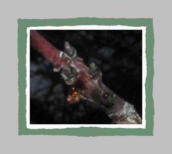 "Супергут" бы подтвердил Донецк