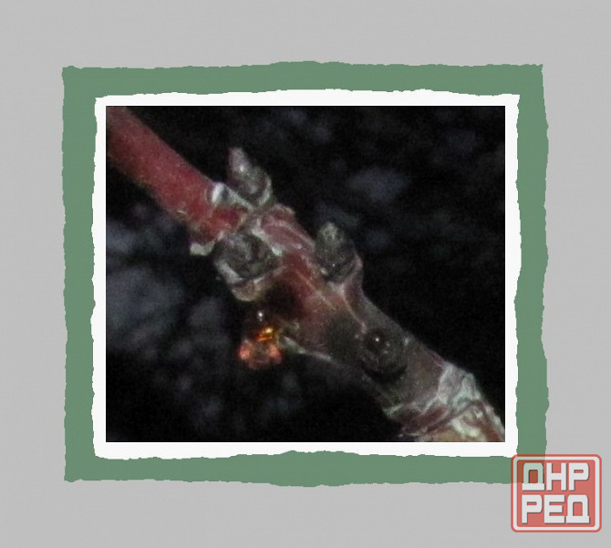 "Супергут" бы подтвердил Донецк - изображение 1