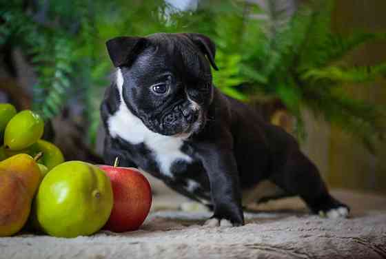 Американский булли Донецк