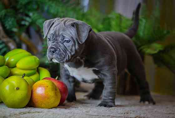 Американский булли Донецк