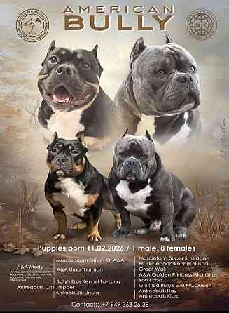 Американский булли Донецк