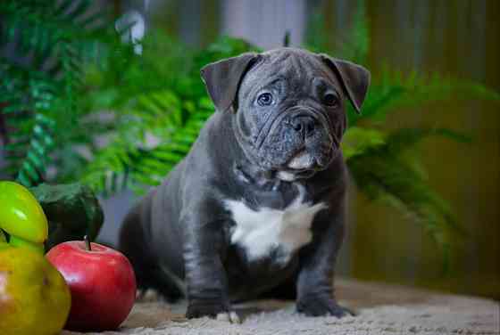 Американский булли Донецк