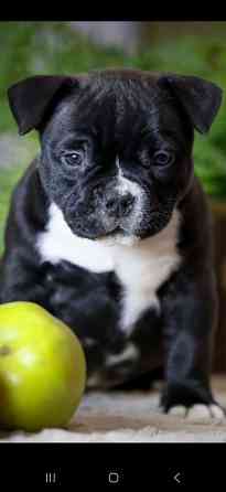 Американский булли Донецк