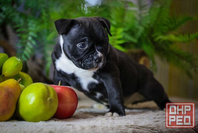 Американский булли Донецк - изображение 4