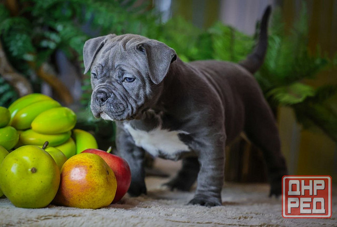 Американский булли Донецк - изображение 3
