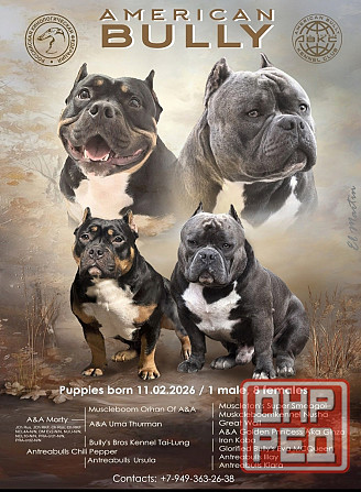 Американский булли Донецк - изображение 5