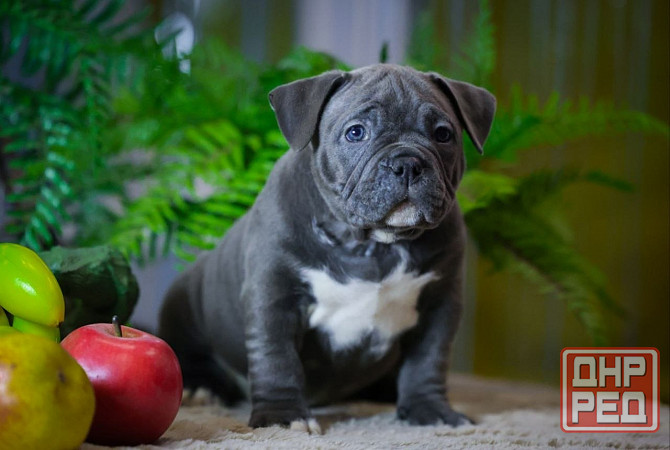 Американский булли Донецк - изображение 1