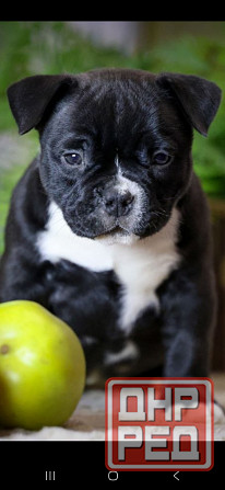 Американский булли Донецк - изображение 2