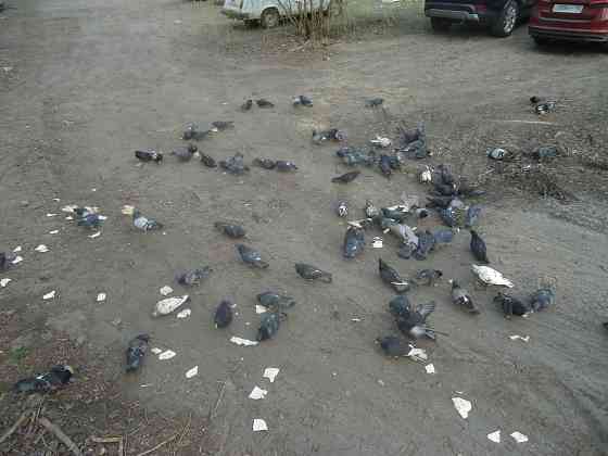 Будто мухи, пуститса на ночлег Донецк