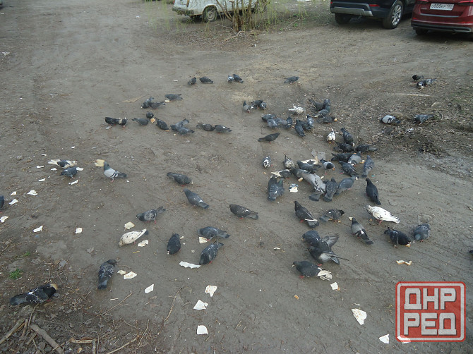 Будто мухи, пуститса на ночлег Донецк - изображение 1