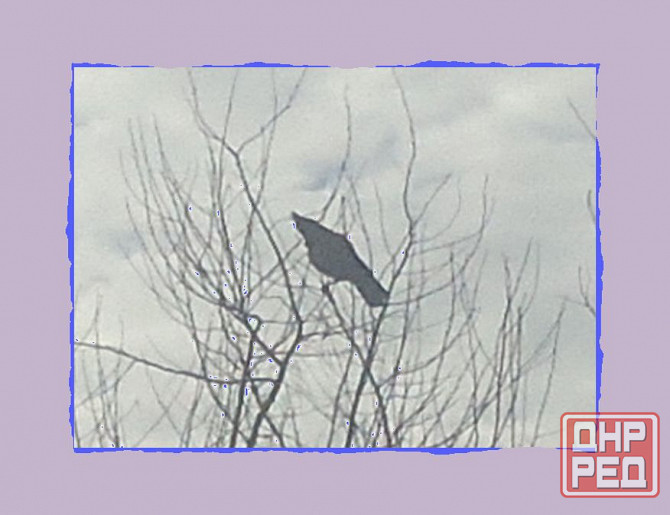 Елена Симонян выписа расчёт Донецк - изображение 1