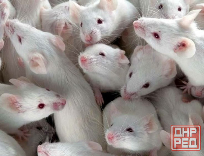 Кормовые белые мыши. Донецк - изображение 1